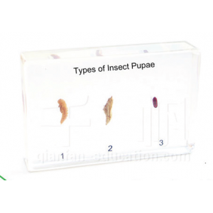 Insect Pupa Type educational embedded specimen